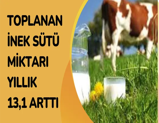 Toplanan inek sütü miktarı yıllık 13,1 arttı