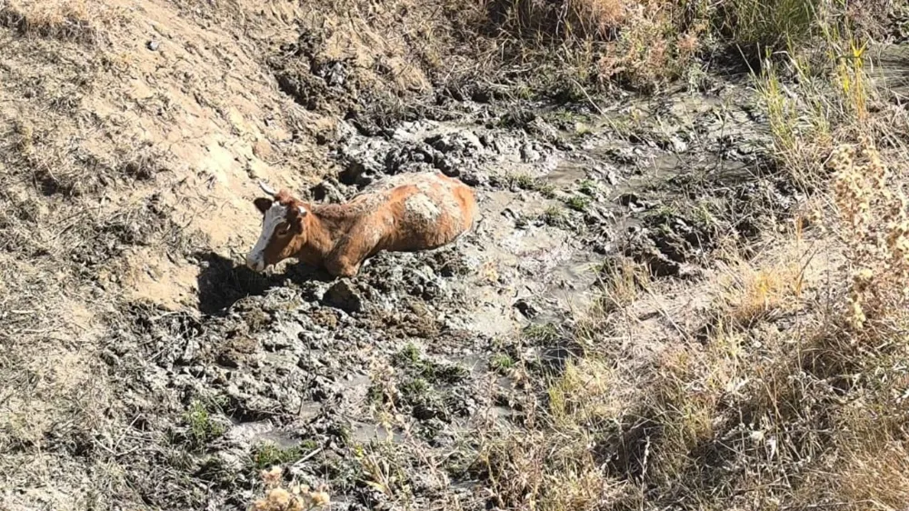 Van’da bataklığa saplanan inek kurtarıldı