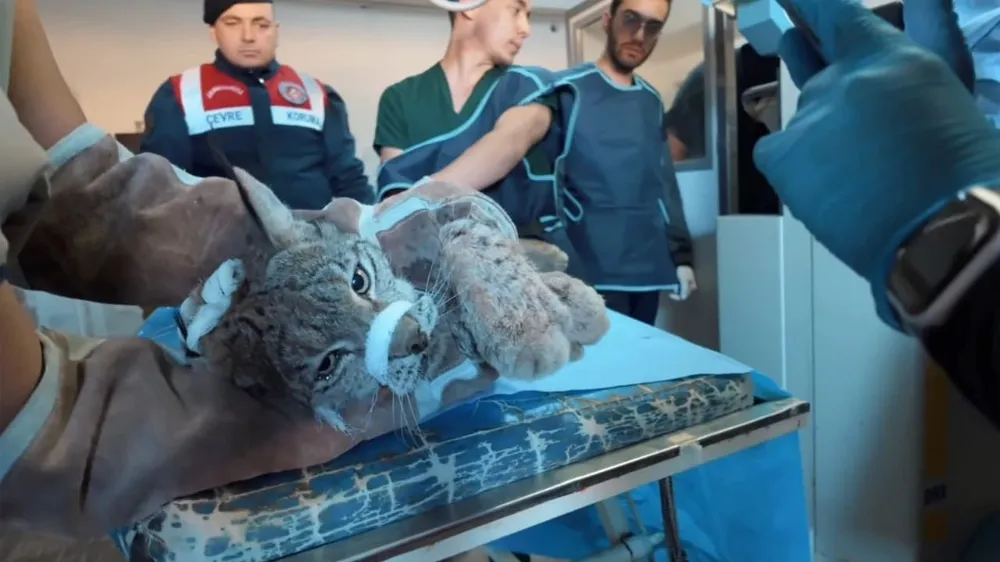 Van’da bitkin hâlde bulunan vaşak, tedavi altına alındı