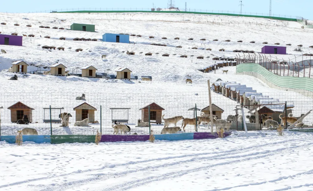 ‘Doğal yaşam alanı’ sahipsiz hayvanların evi oldu