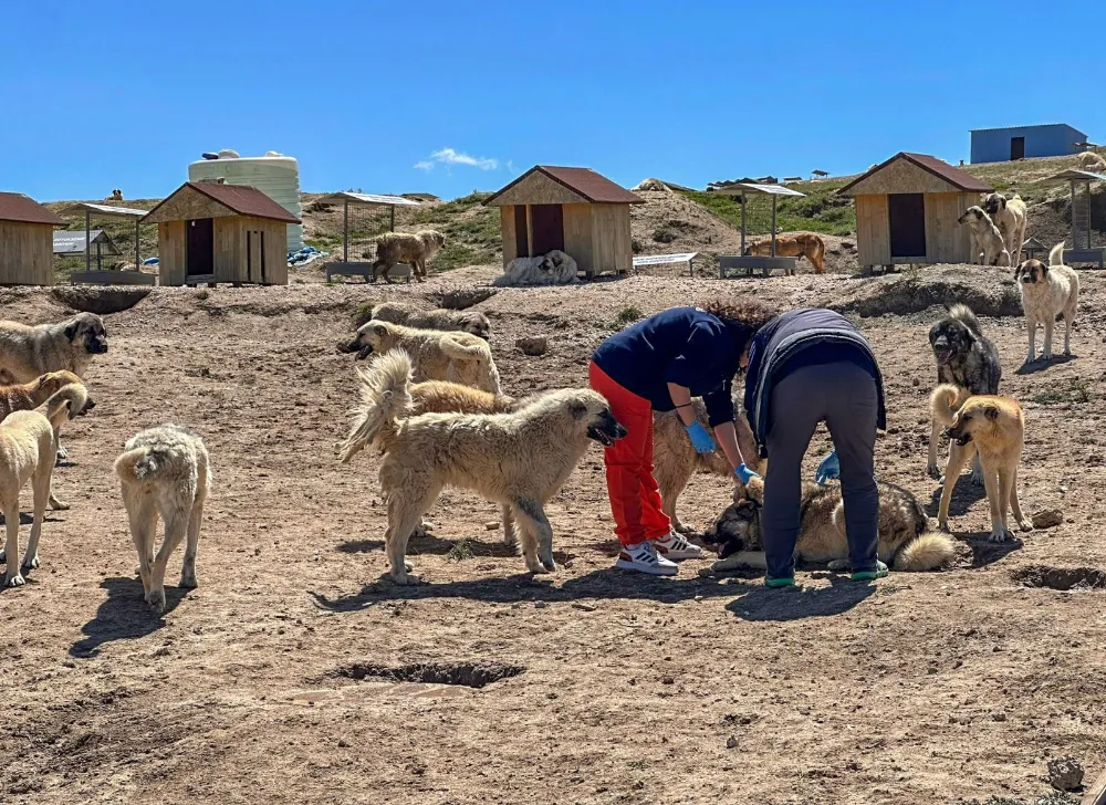 Doğal yaşam alanındaki hayvanlara rutin sağlık taraması yapıldı
