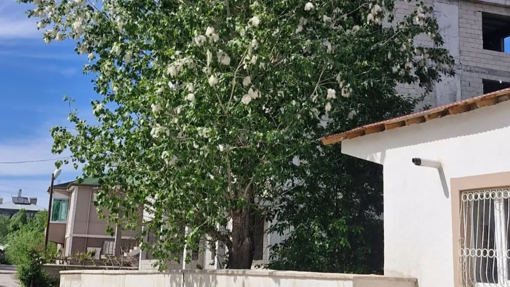 Van’da polenler hastanelik ediyor