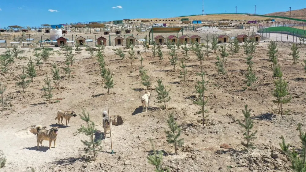 Van’da doğal yaşam alanına 20 bin ağaç dikildi
