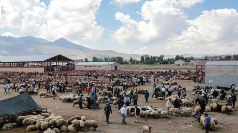 Van hayvan pazarı yeniden açıldı